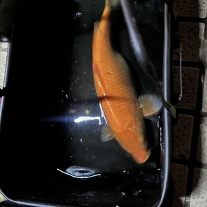 杨海钓鱼历险记