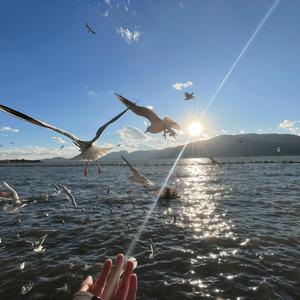 如果我 一颗心被你俘虏