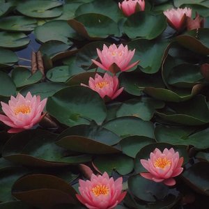 覆水难收