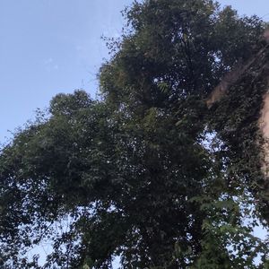 天使的翅膀