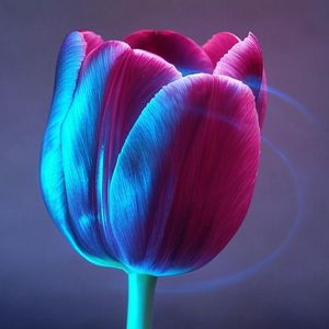 Tulip