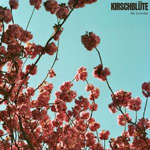Kirschblüte