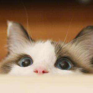 晚安晚安呀（男声温柔版）（翻唱 小三金）（翻自 小三金）