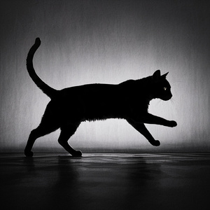 MIA CAT