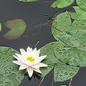 你就像一朵花 伴奏