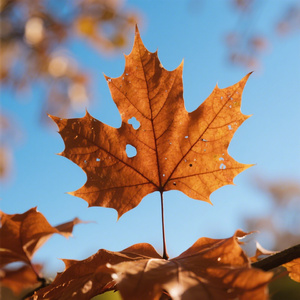 枫叶掉进你眼里