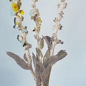 真英雄 (剪辑版)