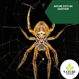 The Mysterious Bridge