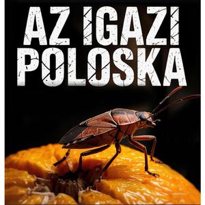 Az igazi poloska