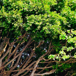 自然の中に (feat. GUMI)