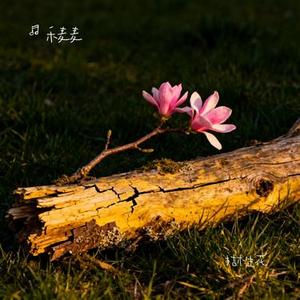 枯木生花 (Cover 王以诺)