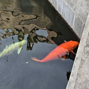 Ambient Healing Floating