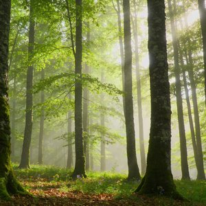 森林的幸福乐章