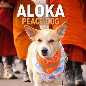 ALOKA (PEACE DOG)