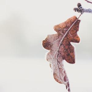 枯树叶的消息 (4)