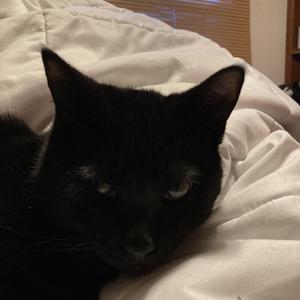 blk cat (feat. V4MPIAR)