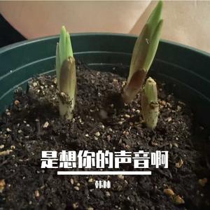 是想你的声音啊