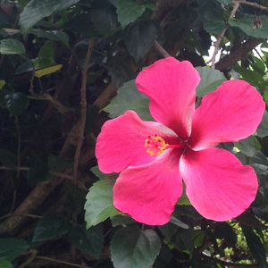 小川のささやき