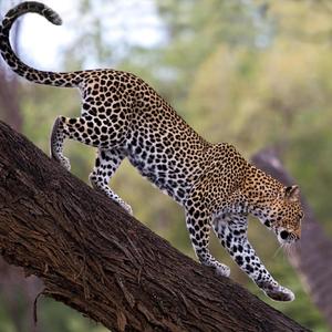 Leopard Skin