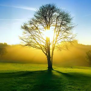 养心乐曲·道医养生音乐·五音调五脏