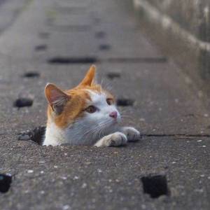 八月照相馆（翻自 李健）