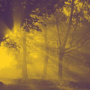 Serenity in Fan Whispers