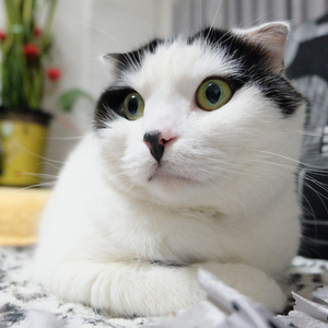 she taught me how to yodel