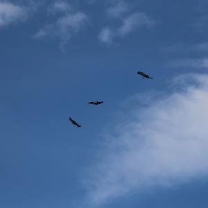 一身悲伤与谁讲