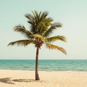 Palms in the Breeze