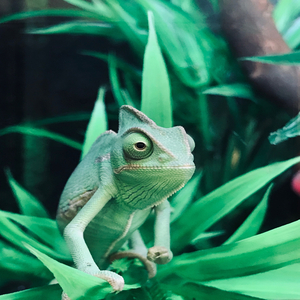 Project 186: Unknown