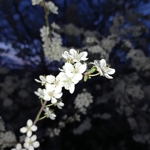 Шогун бахор муборак