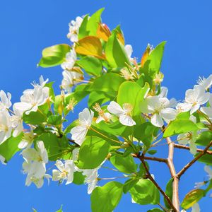 前程似锦（纯音乐）