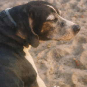 Interlude for a dog learning an old trick