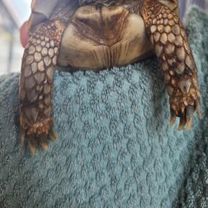 Ung i Skanör Falsterbo