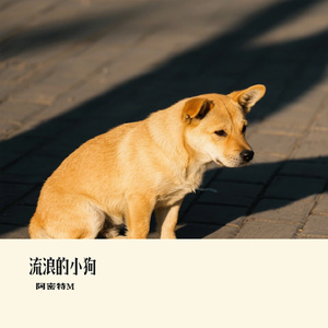 流浪的小狗