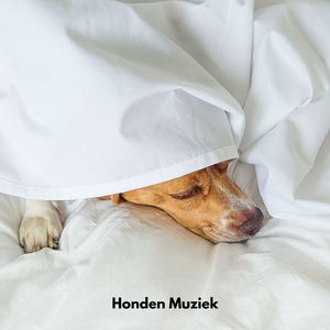 Honden Sereniteit Suite