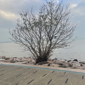 站在风里太久了