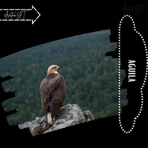 aguila