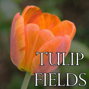 Tulip Fields