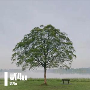 致橡树（cover程天意）