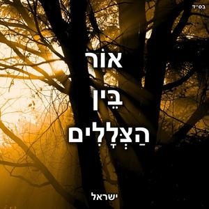 אור בין הצללים