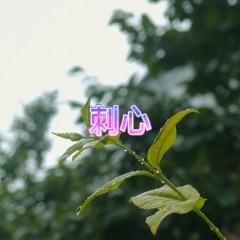 黑猫紧张 (神仙版)