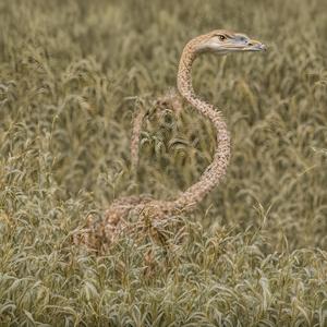 Antigua Nadows Stokeby Click