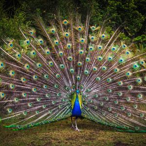 Alleen Naar Mijn Jingle