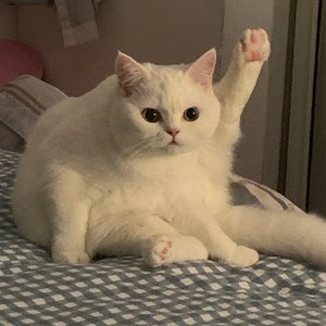 反抗（翻自 姜云升）