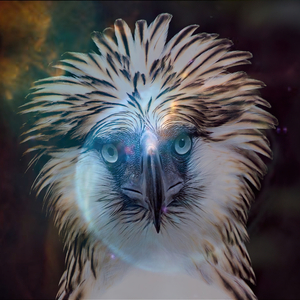 20220107 (Baby Eagle)