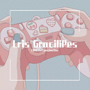 Lris GraciliPes