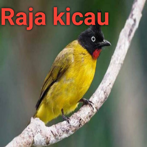 Suara Kenari Ngecas Panjang Sampai Ngiler