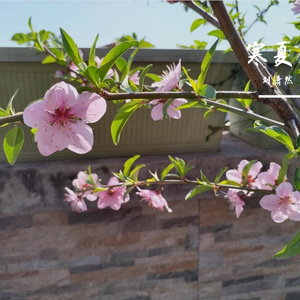 寒夏