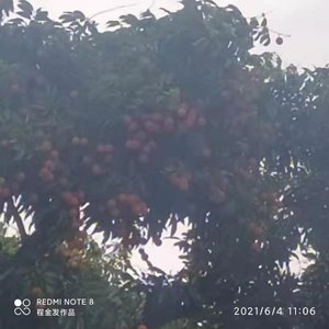 程金发 - 来生不做痴情人